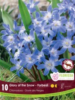 Florissa Chionodoxa forbesii (Glory of the Snow) 10/pkg