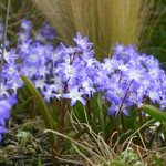 Chionodoxa (Glory of the Snow)