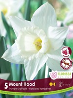 Florissa Mount Hood Daffodil (Narcissi) 5/pkg