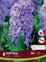 Florissa Delft Blue Hyacinth 4/pkg