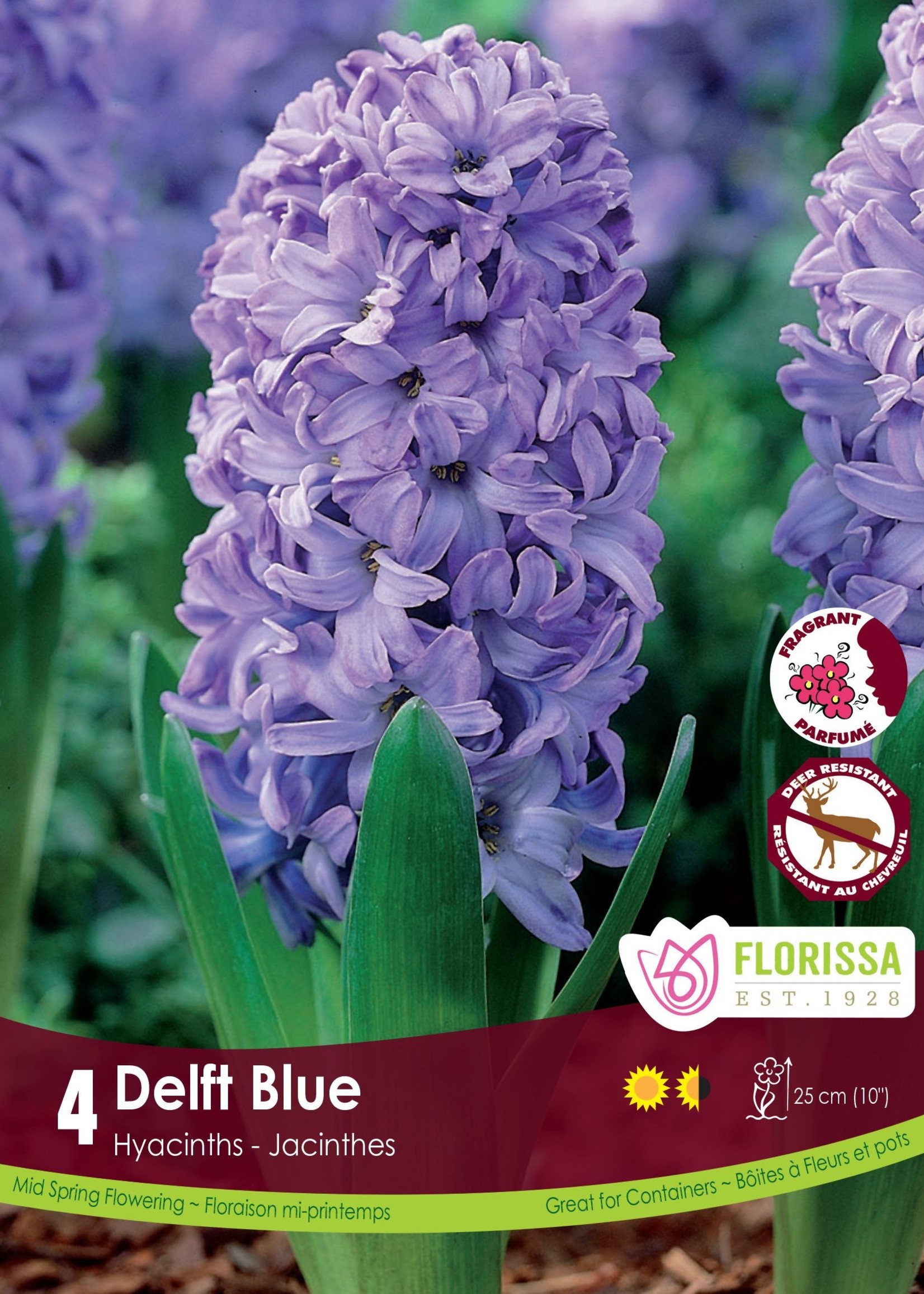 Florissa Delft Blue Hyacinth 4/pkg