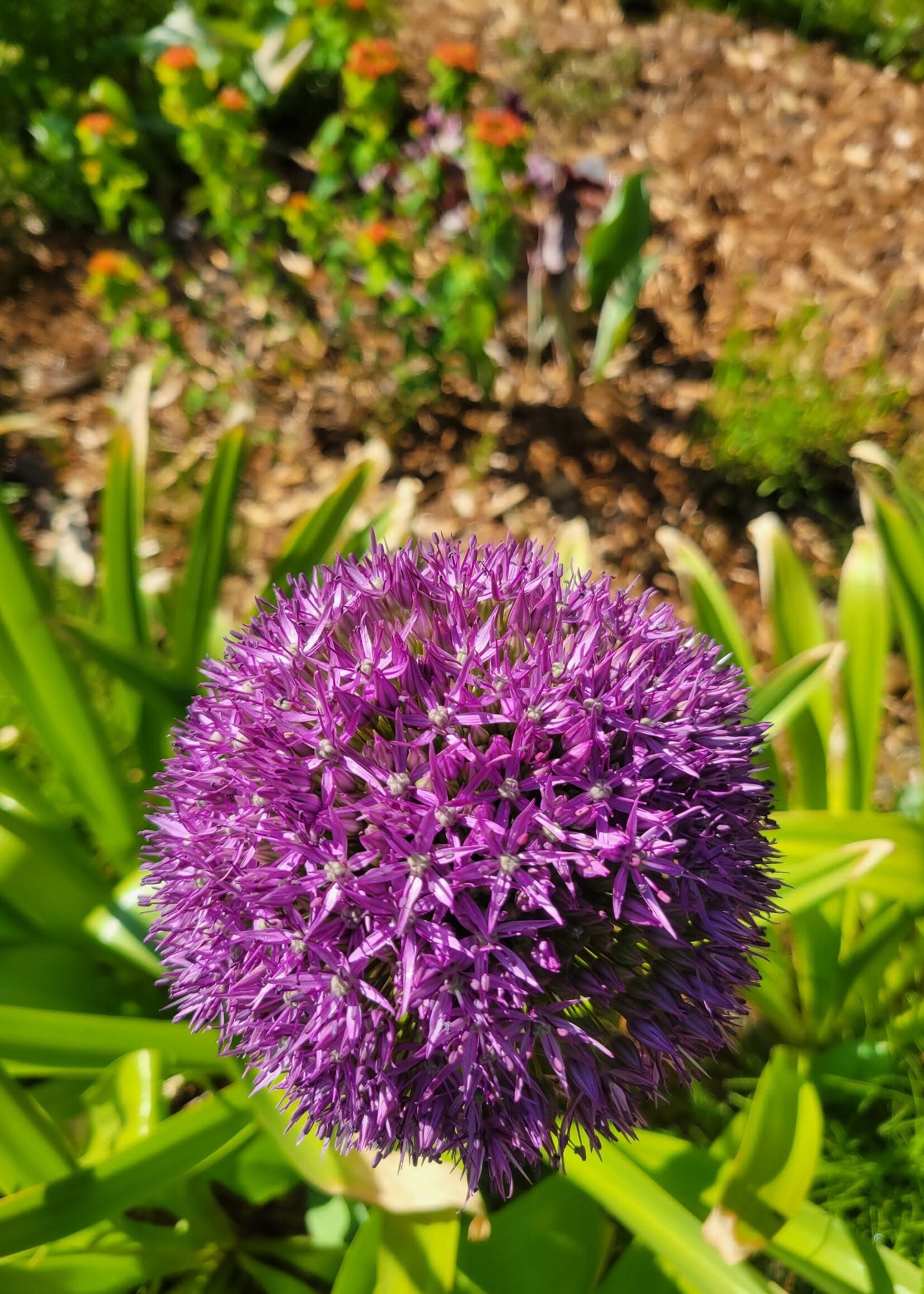 Florissa Ambassador Allium 32+ cm - Bulk Singles