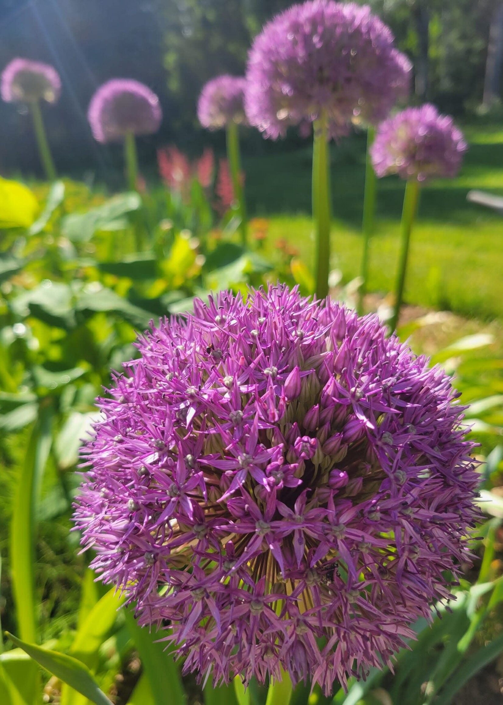 Florissa Ambassador Allium 32+ cm - Bulk Singles