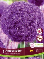 Florissa Ambassador Allium 20 cm+ 1/pkg
