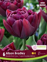 Florissa Alison Bradley Double Early Tulip 6/pkg