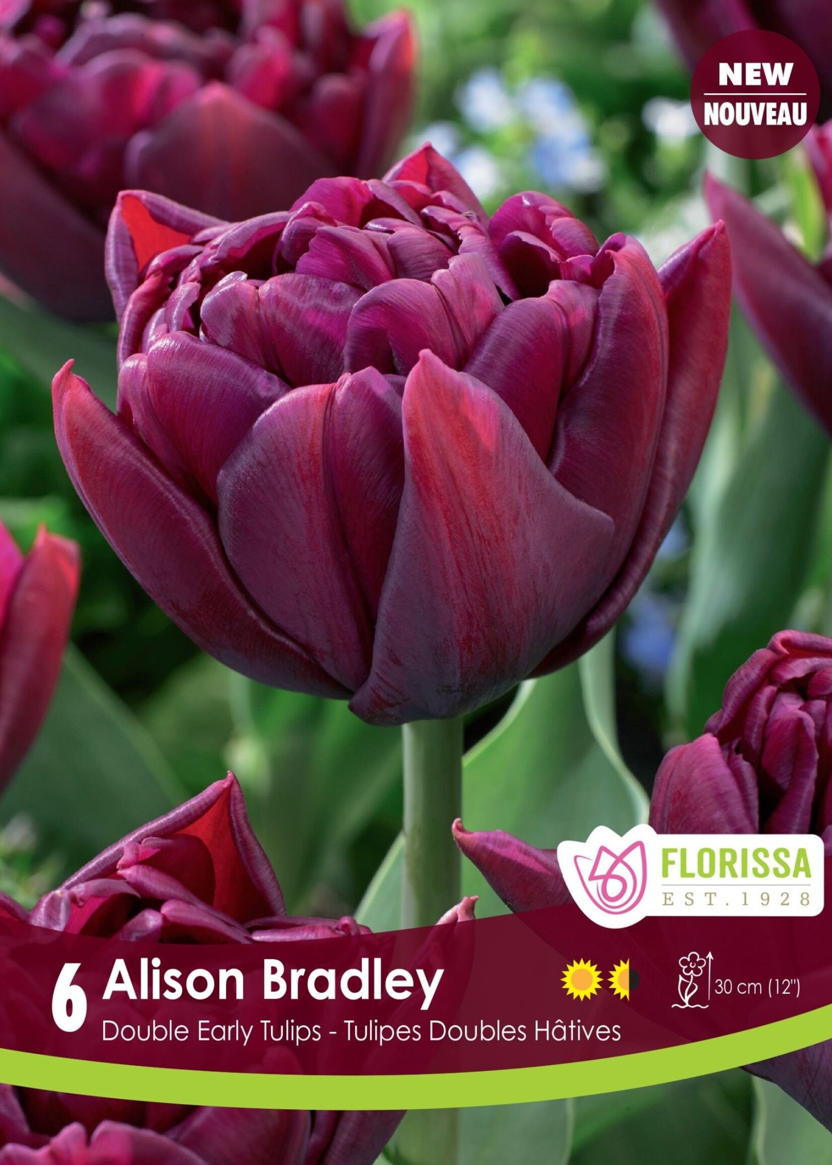Florissa Alison Bradley Double Early Tulip 6/pkg