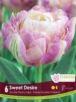 Florissa Sweet Desire Double Peony Tulip 6/pkg