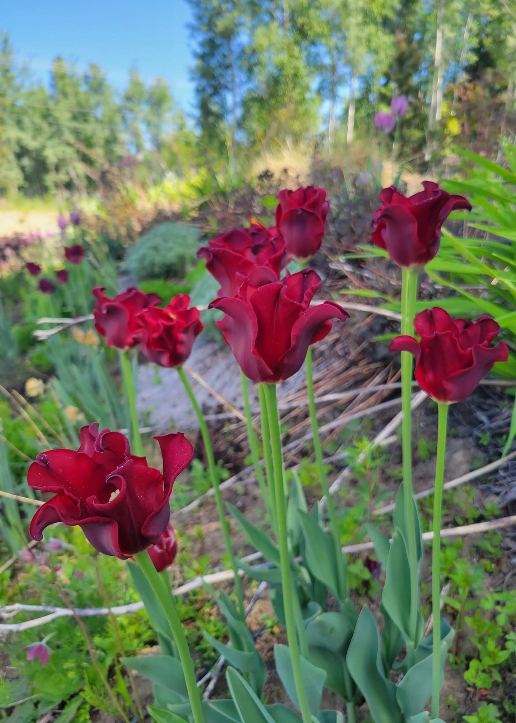 Florissa Red Dress Tulip 6/pkg