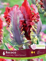 Florissa Rococo Parrot Tulip 6/pkg