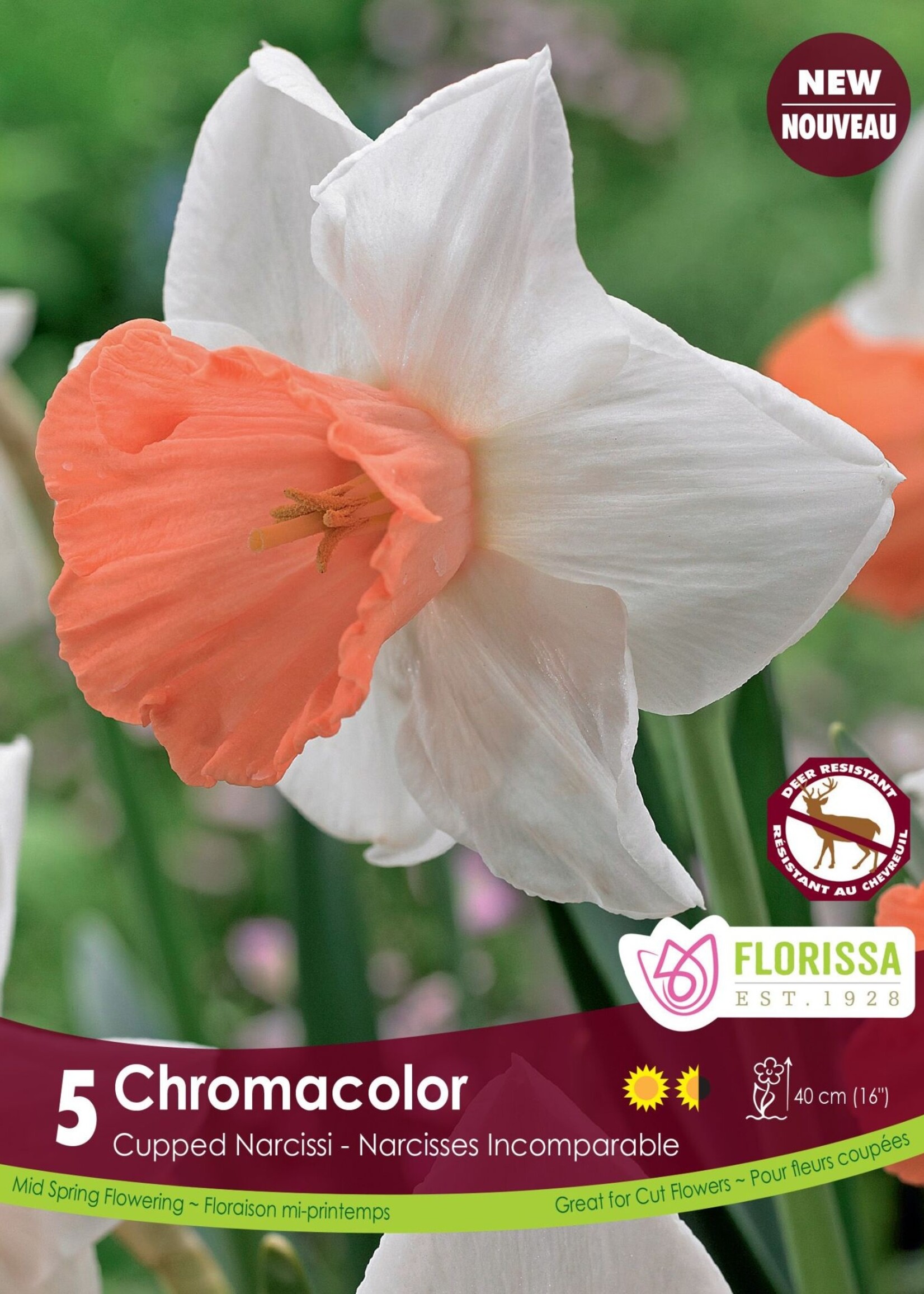 Florissa Chromacolor Daffodil (Narcissi) 5/pkg