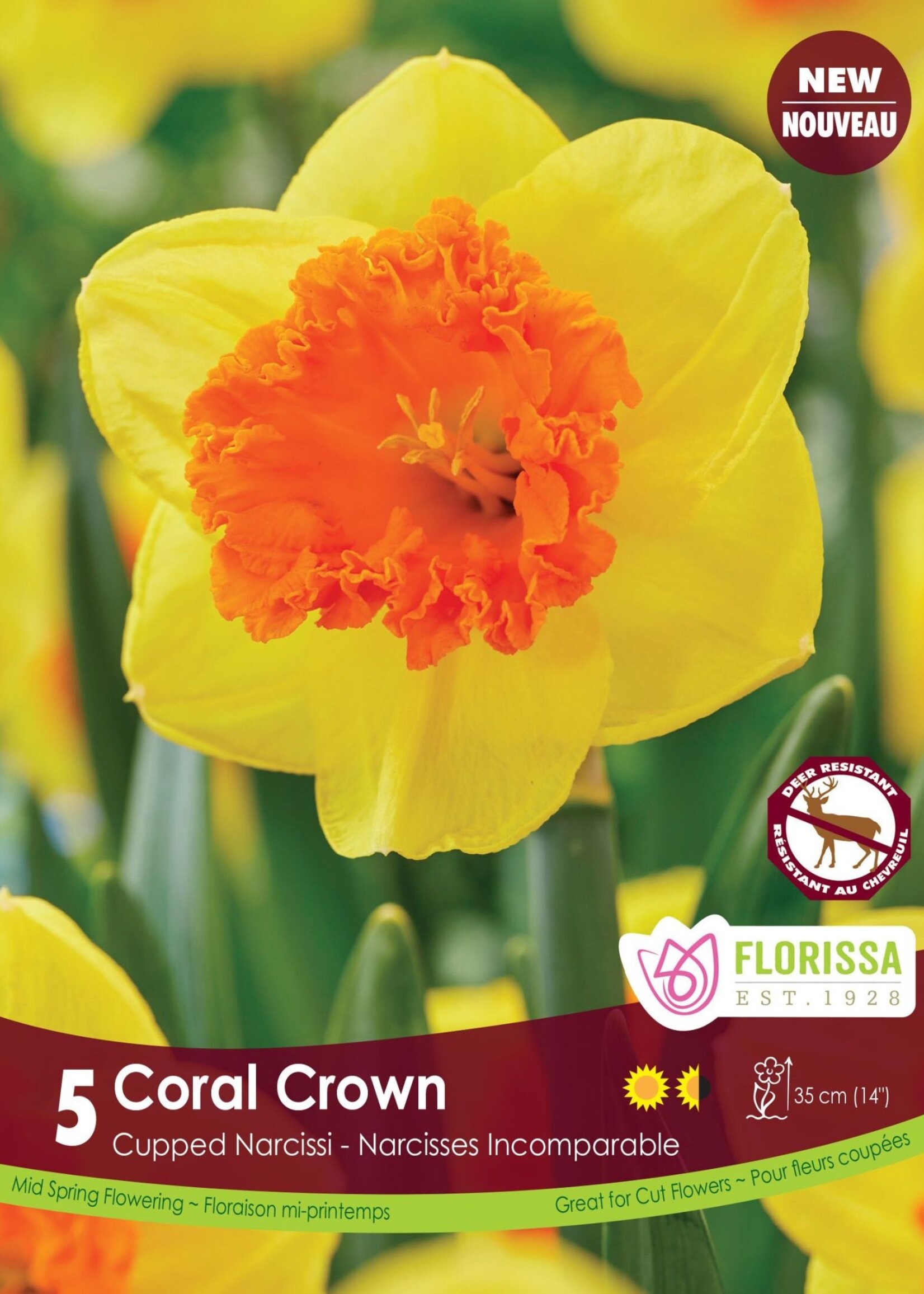Florissa Coral Crown Daffodil (Narcissi) 5/pkg
