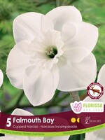 Florissa Falmouth Bay Daffodil (Narcissi) 5/pkg