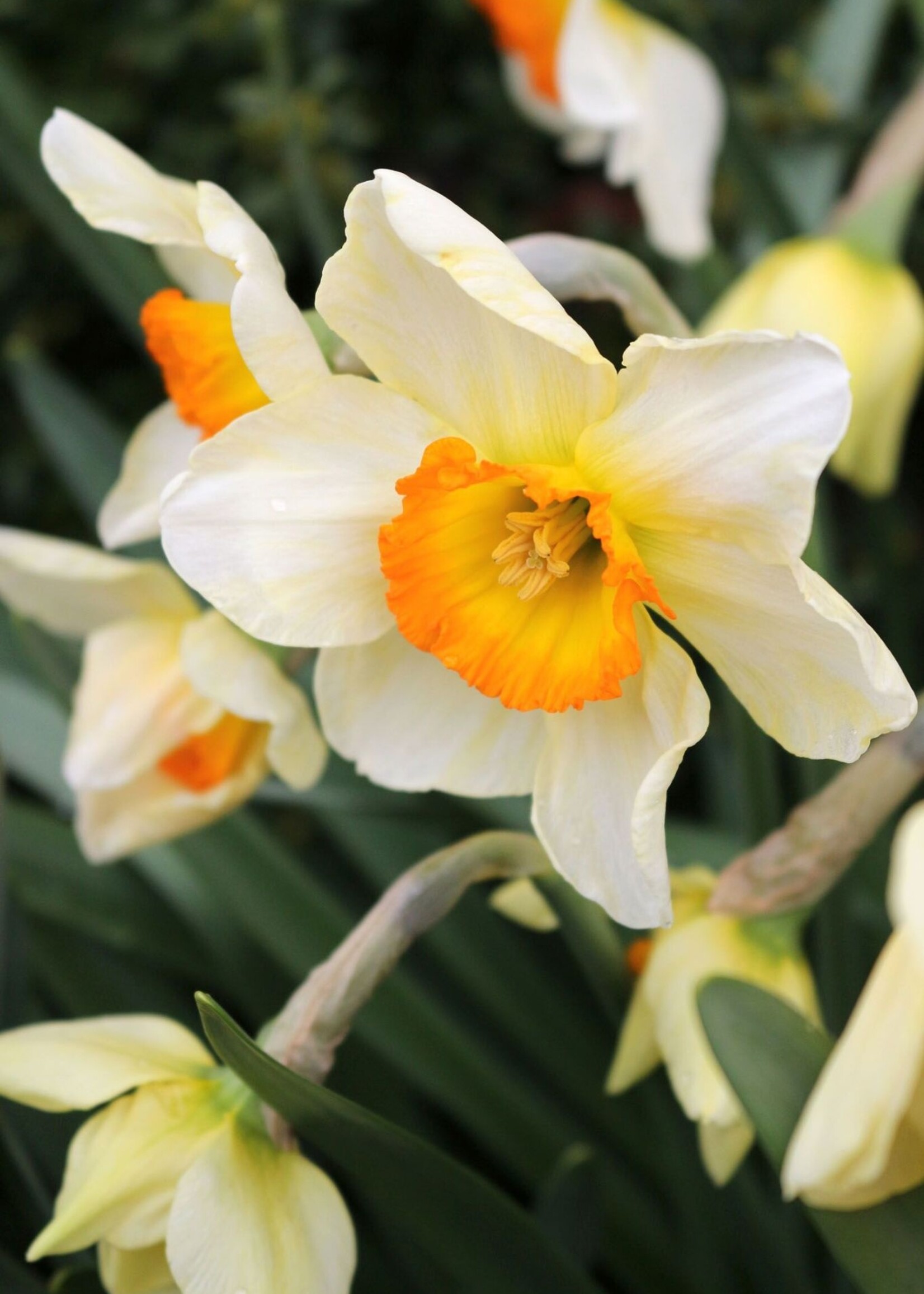Florissa Flower Record Daffodil (Narcissi) 5/pkg