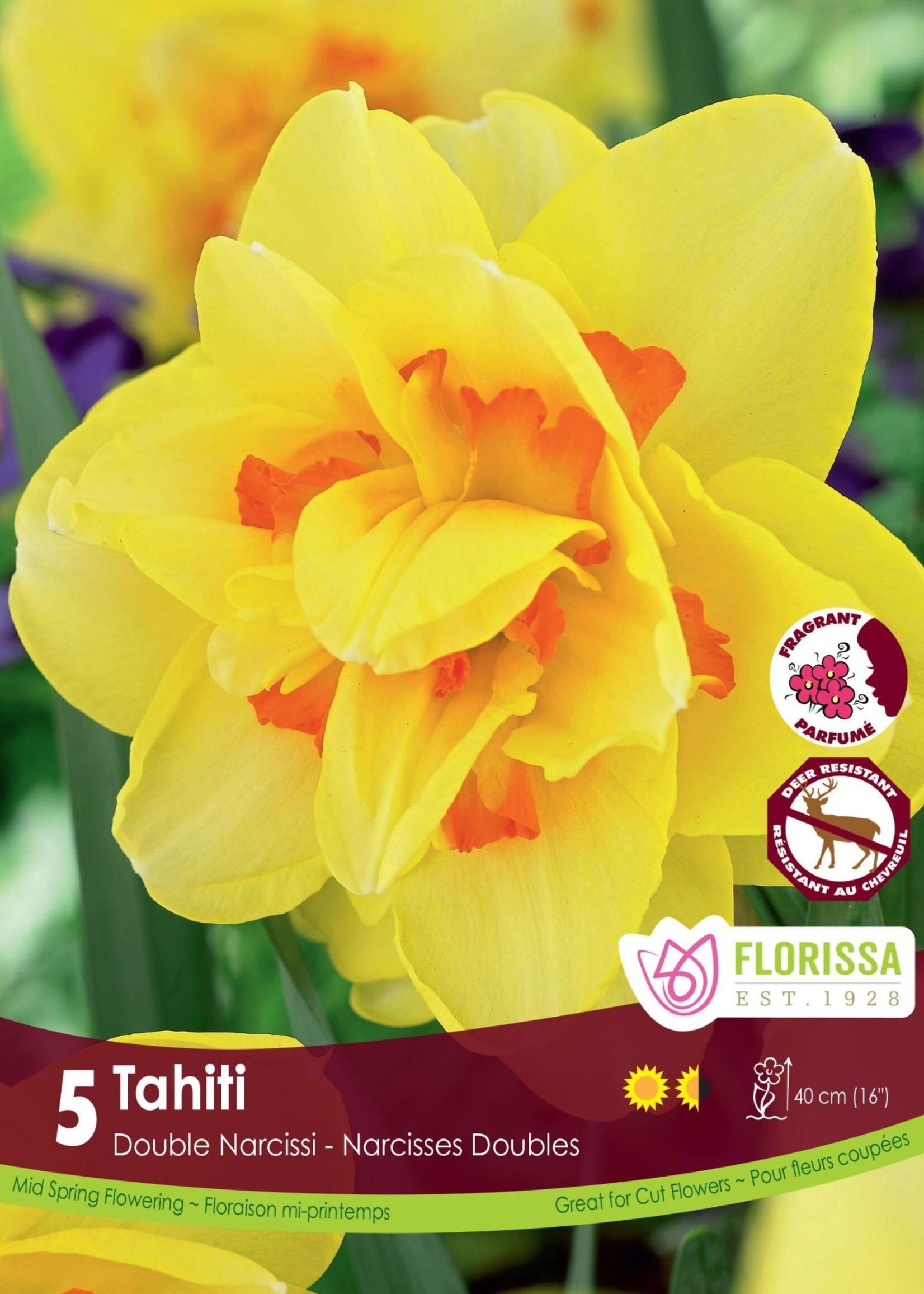 Florissa Tahiti Double Daffodil (Narcissi) 5/pkg