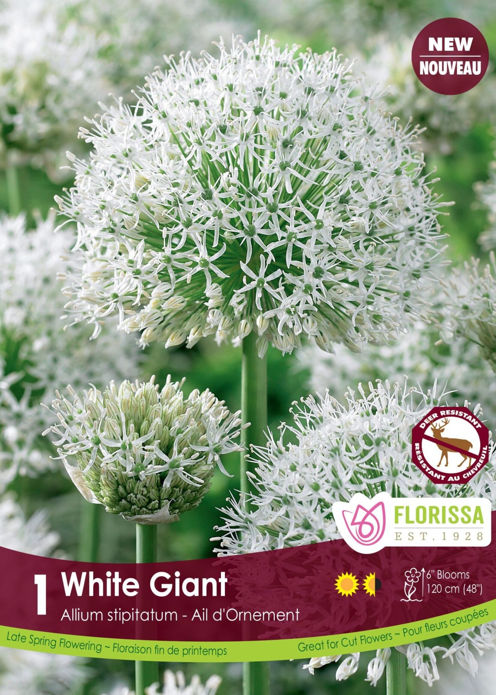 Florissa White Giant Allium 1/pkg