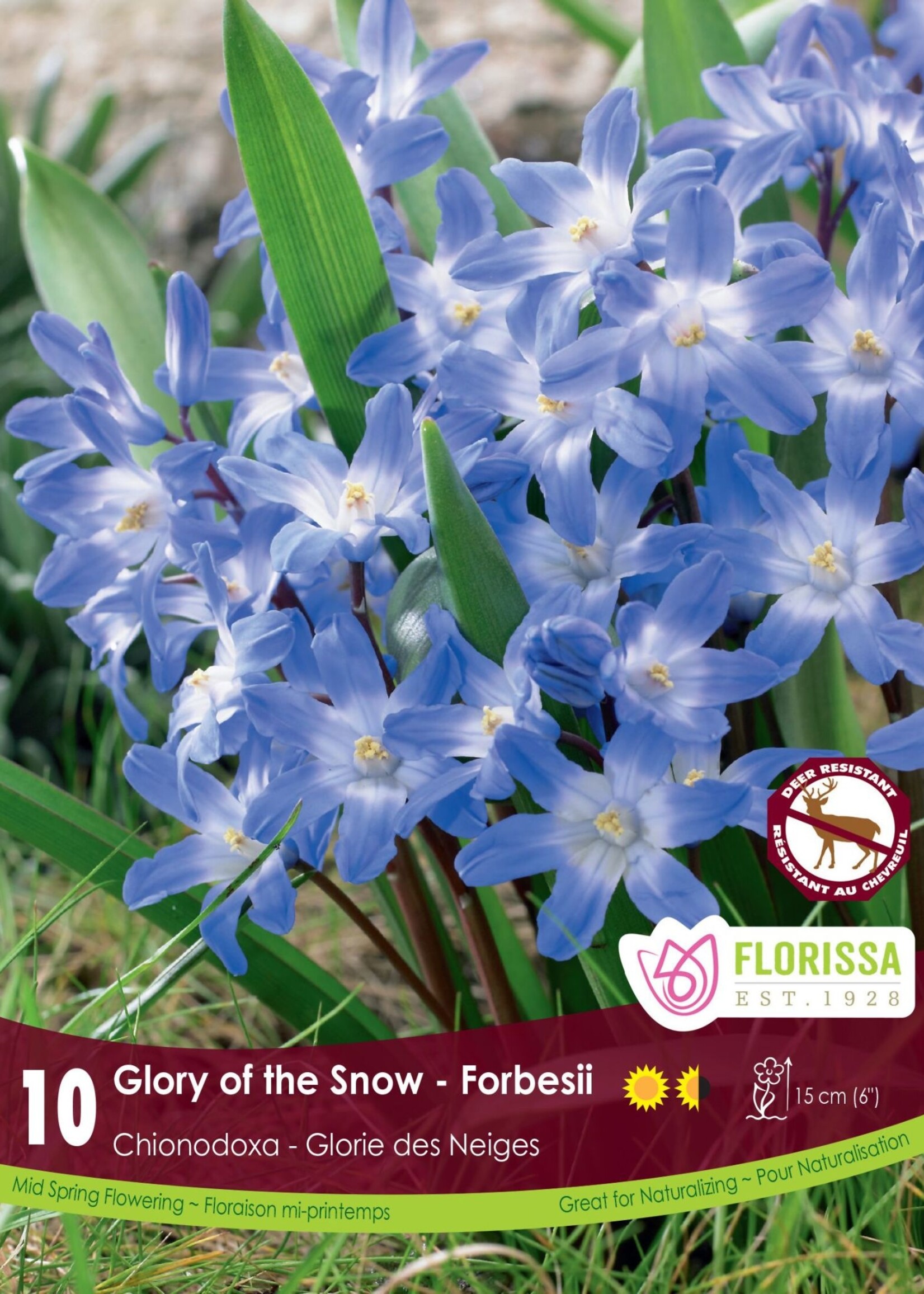 Florissa Chionodoxa forbesii (Glory of the Snow) 10/pkg