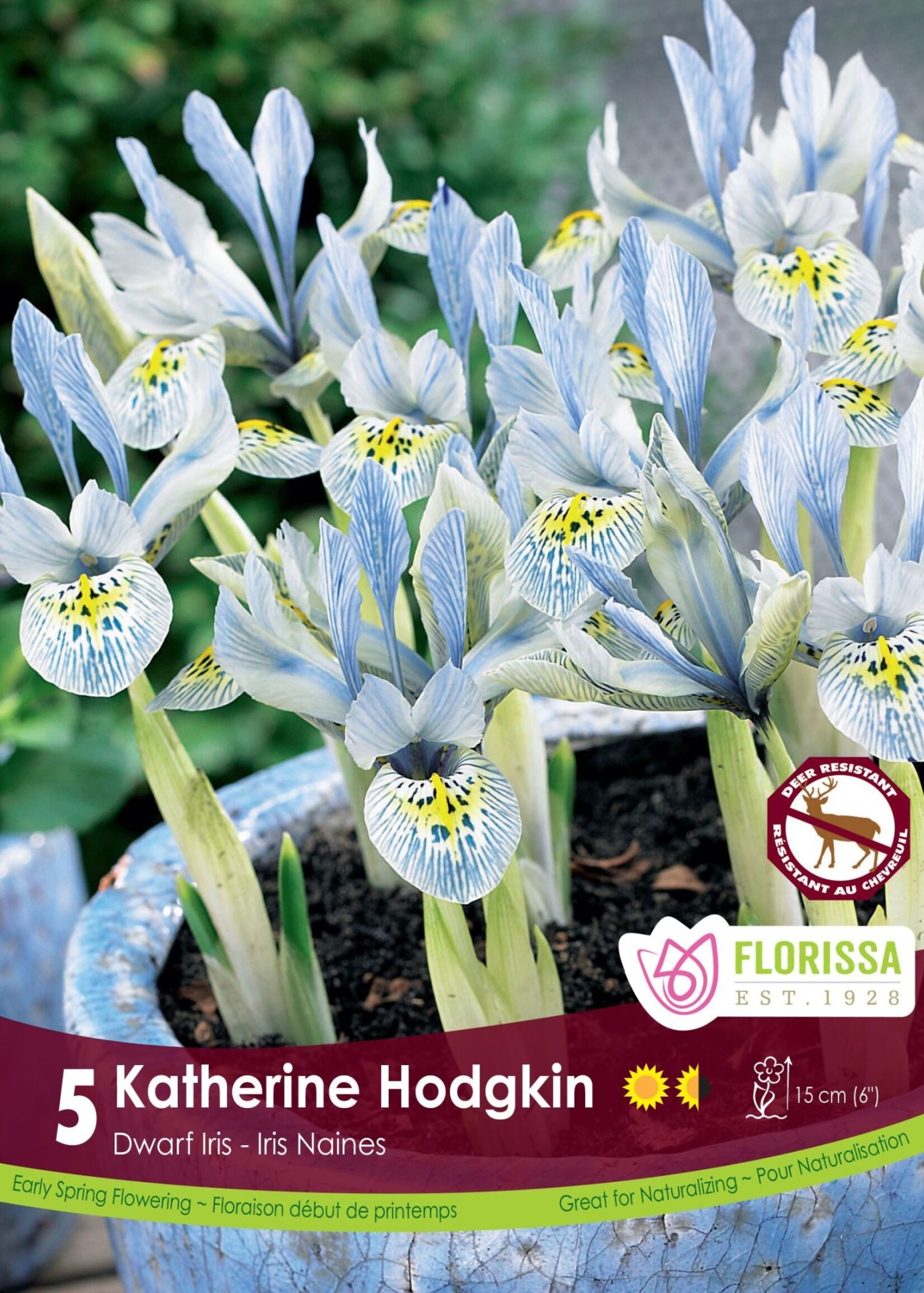 Florissa Katherine Hodgkin Dwarf Iris 5/pkg