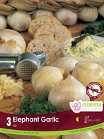 Florissa Elephant Garlic 3/pkg