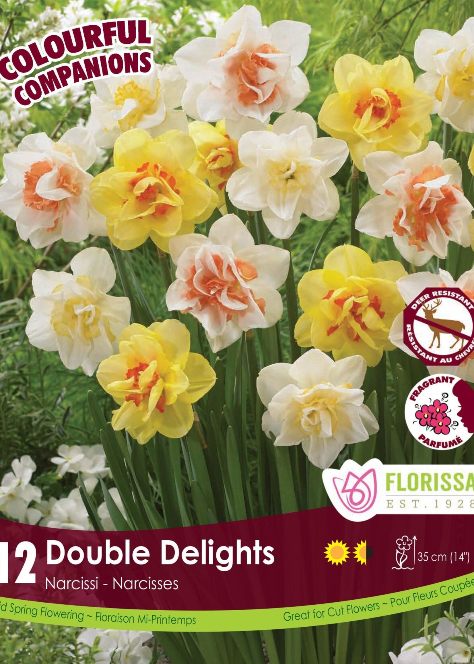 Florissa Colourful Companions Double Delights Daffodil Blend 12/pkg