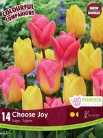 Florissa Colourful Companions Choose Joy Tulip Blend 12/pkg