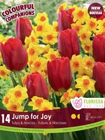 Florissa Colourful Companions Jump for Joy Tulip and Daffodil Blend 12/pkg