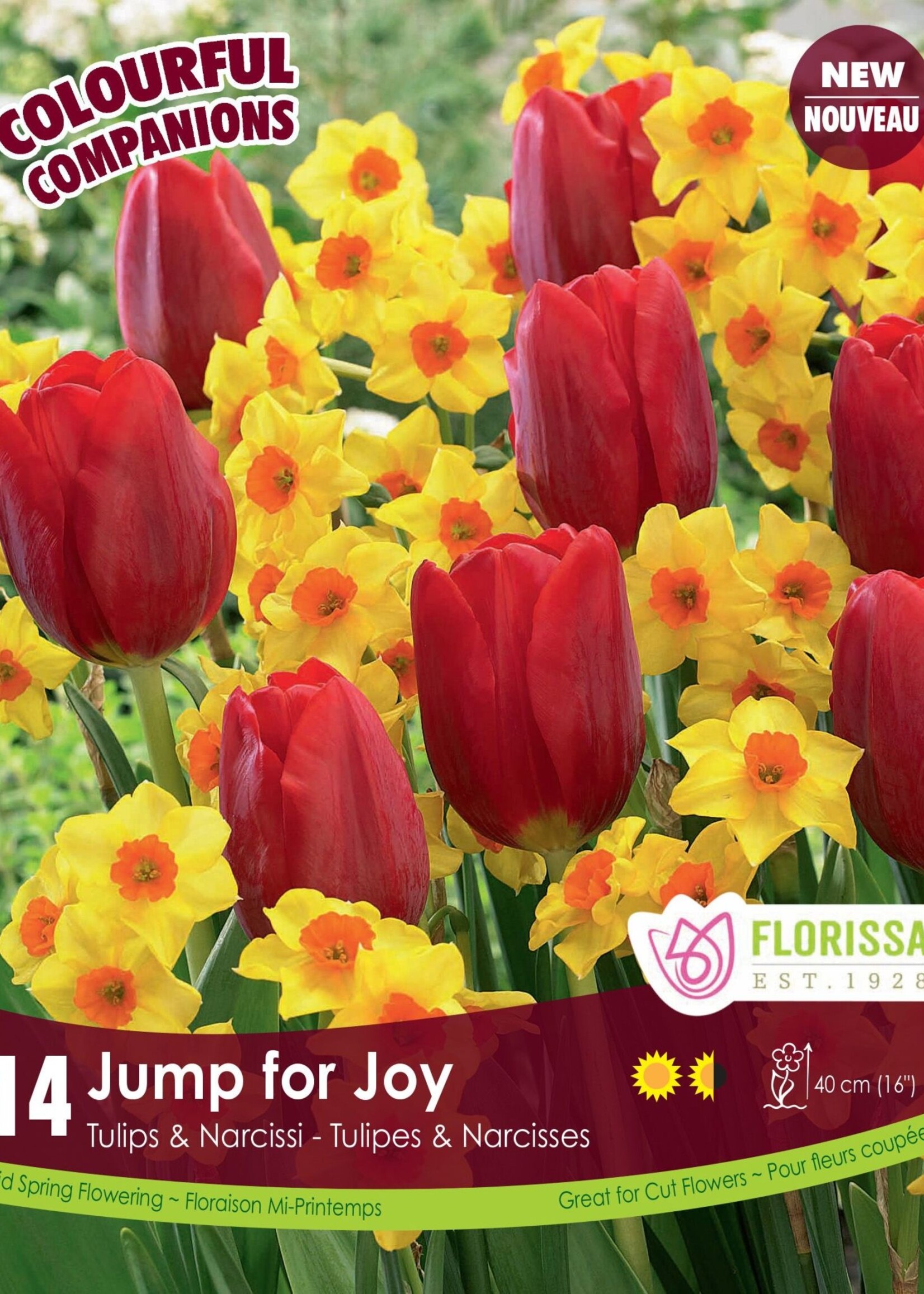 Florissa Colourful Companions Jump for Joy Tulip and Daffodil Blend 12/pkg