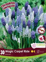 Florissa Colourful Companions Magic Carpet Ride Muscari  Blend 30/pkg