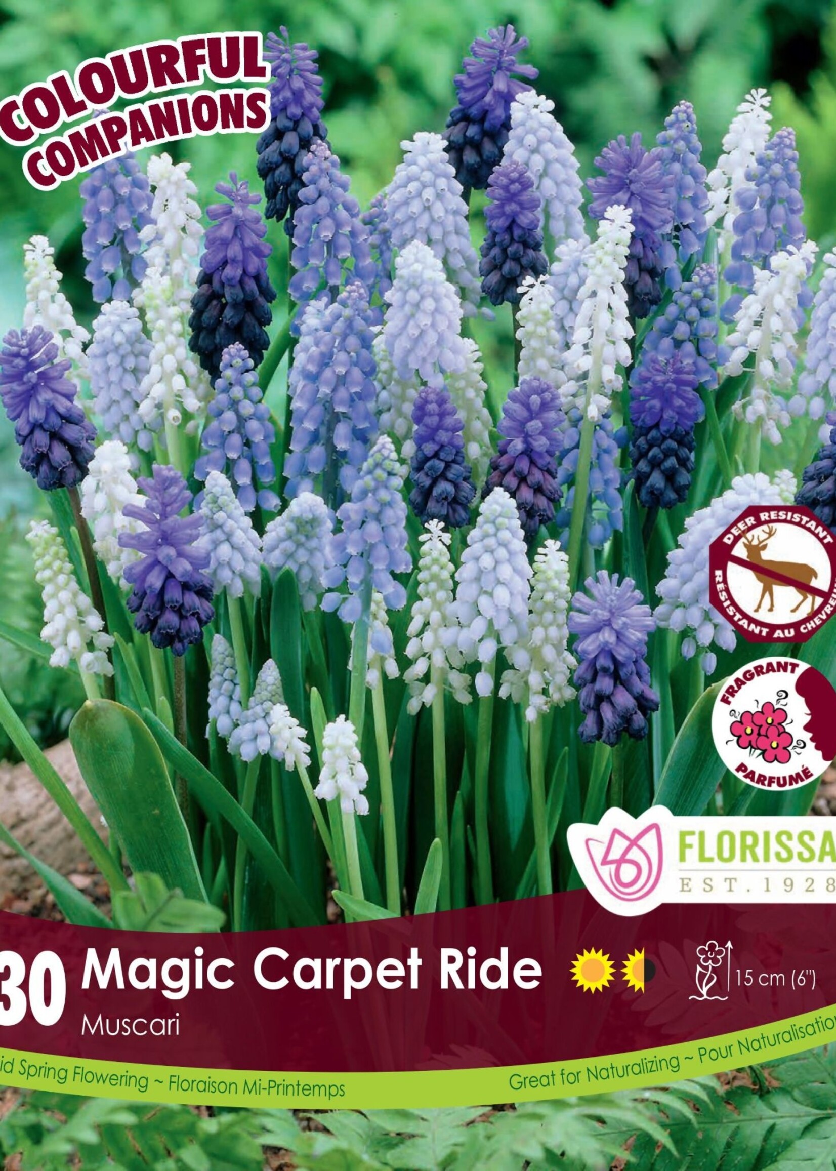 Florissa Colourful Companions Magic Carpet Ride Muscari 30/pkg