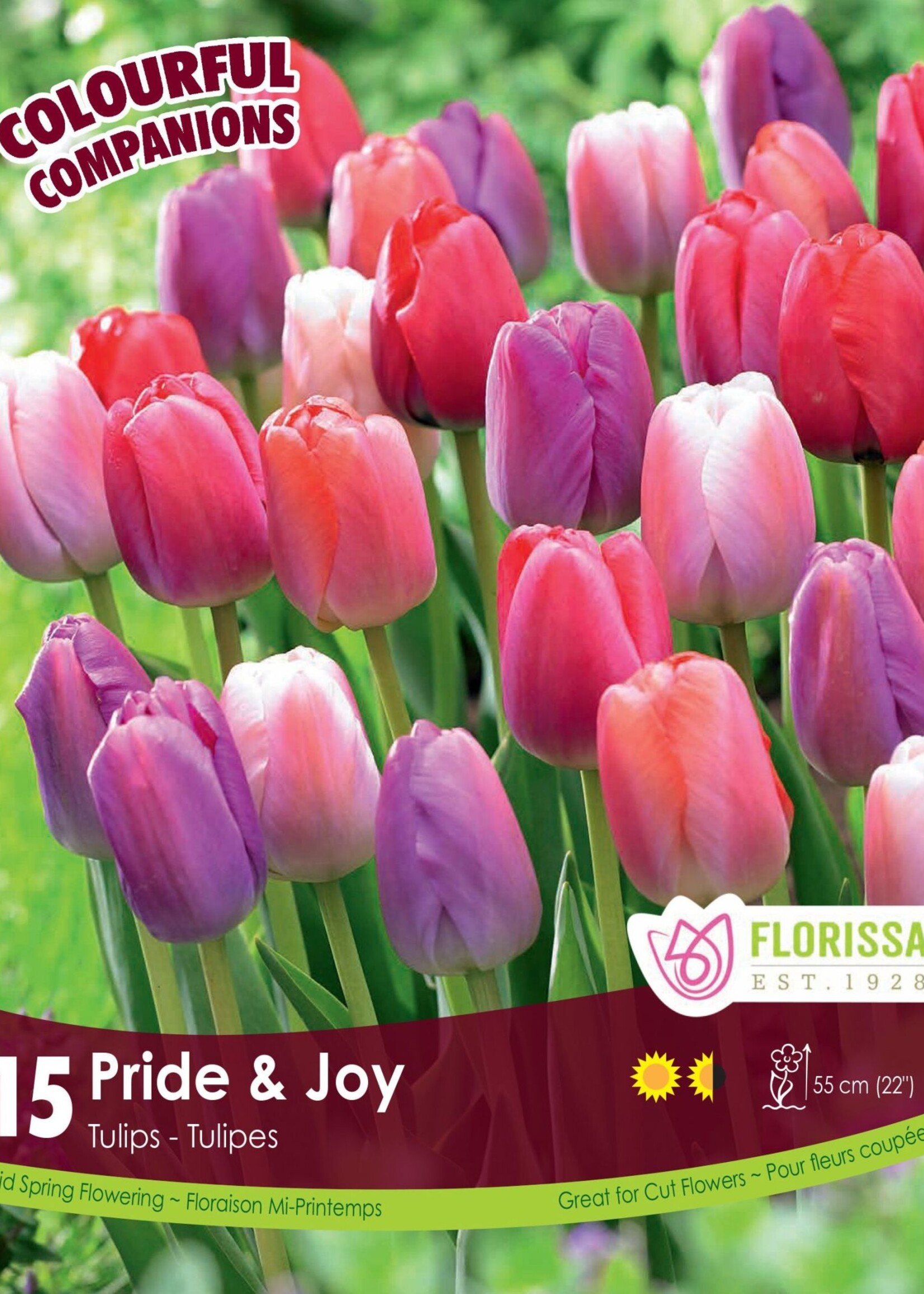 Florissa Colourful Companions Pride and Joy Tulip Blend 15/pkg