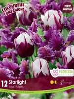 Florissa Colourful Companions Starlight Tulip Blend 12/pkg