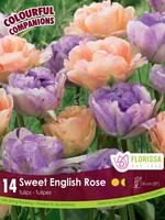 Florissa Colourful Companions Sweet English Rose Double Tulip Blend 14/pkg