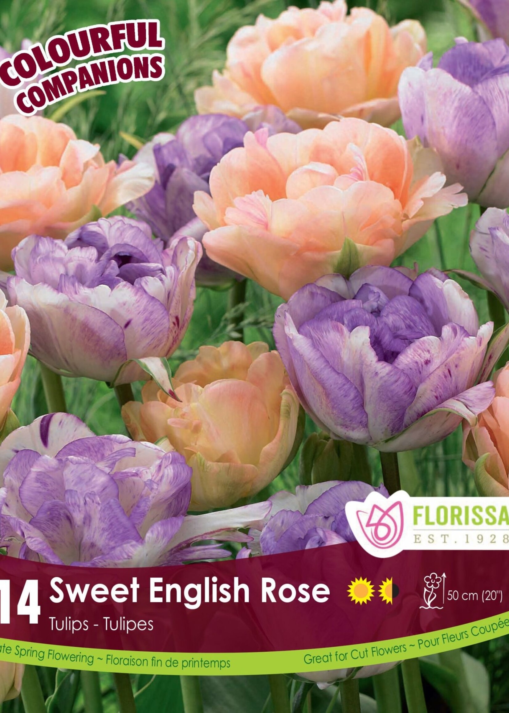 Florissa Colourful Companions Sweet English Rose Double Tulip Blend 14/pkg