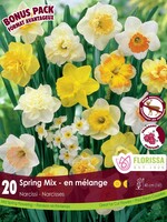 Florissa Mammoth Pack Large Flowering Mix Daffodil (Narcissi) 20/pkg