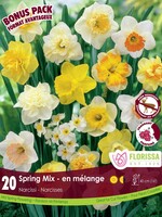 Florissa Mammoth Pack Spring Mix Daffodil (Narcissi) 20/pkg