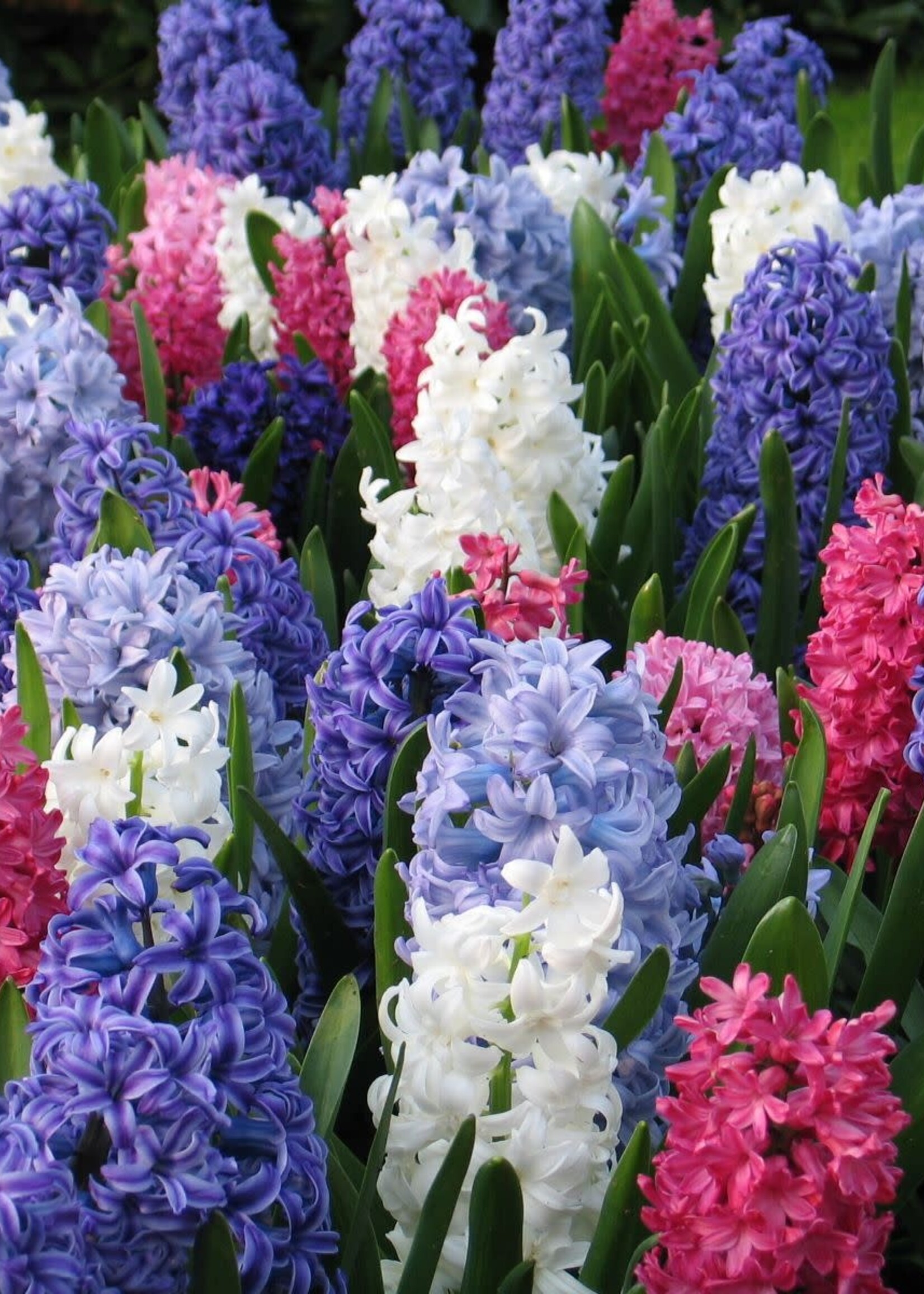 Florissa Mammoth Pack Hyacinth Mix 8/pkg