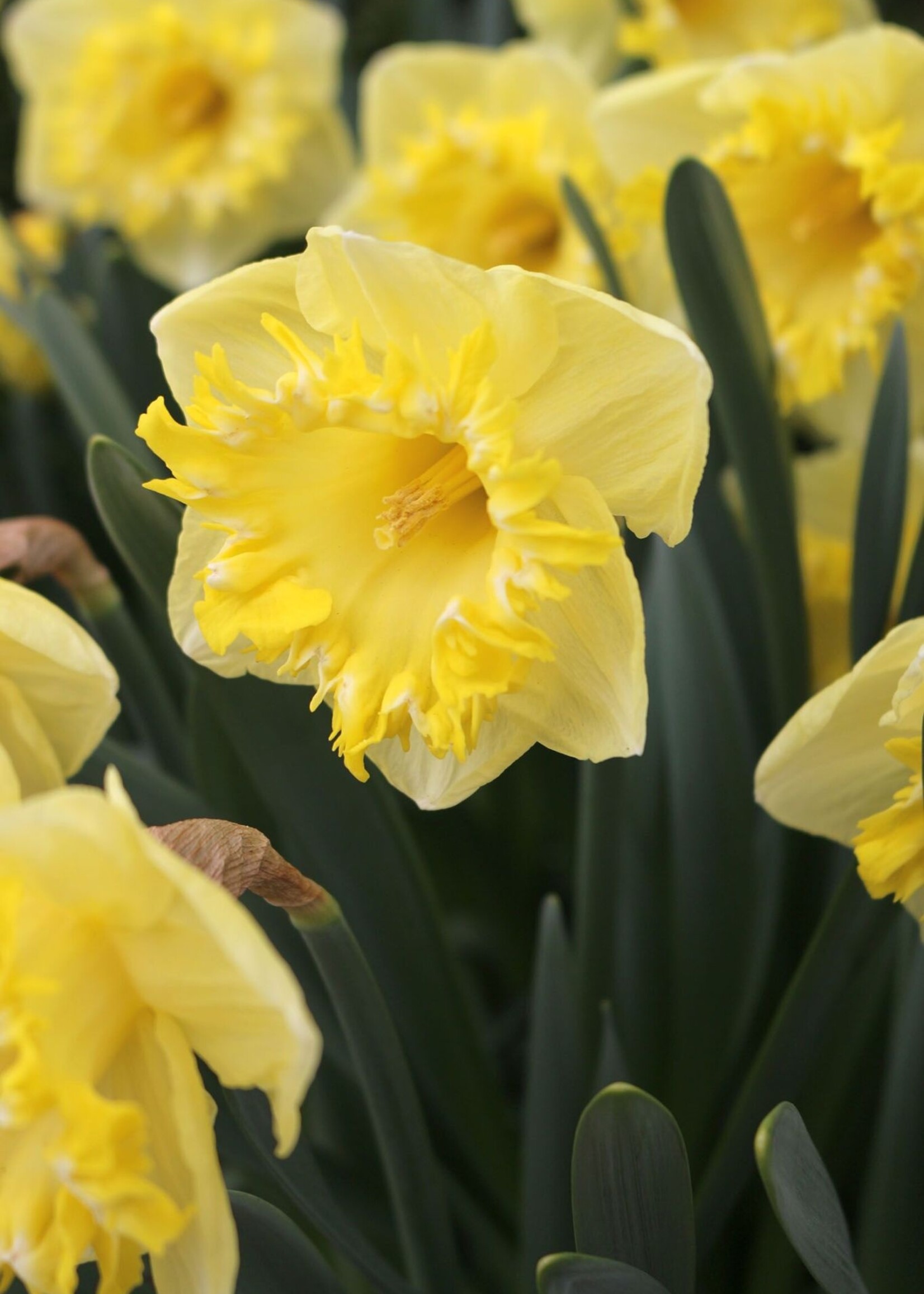 Florissa Snowtip Daffodil (Narcissi) 5/pkg