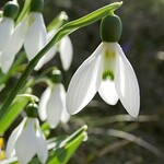 Snowdrops (Galanthus)