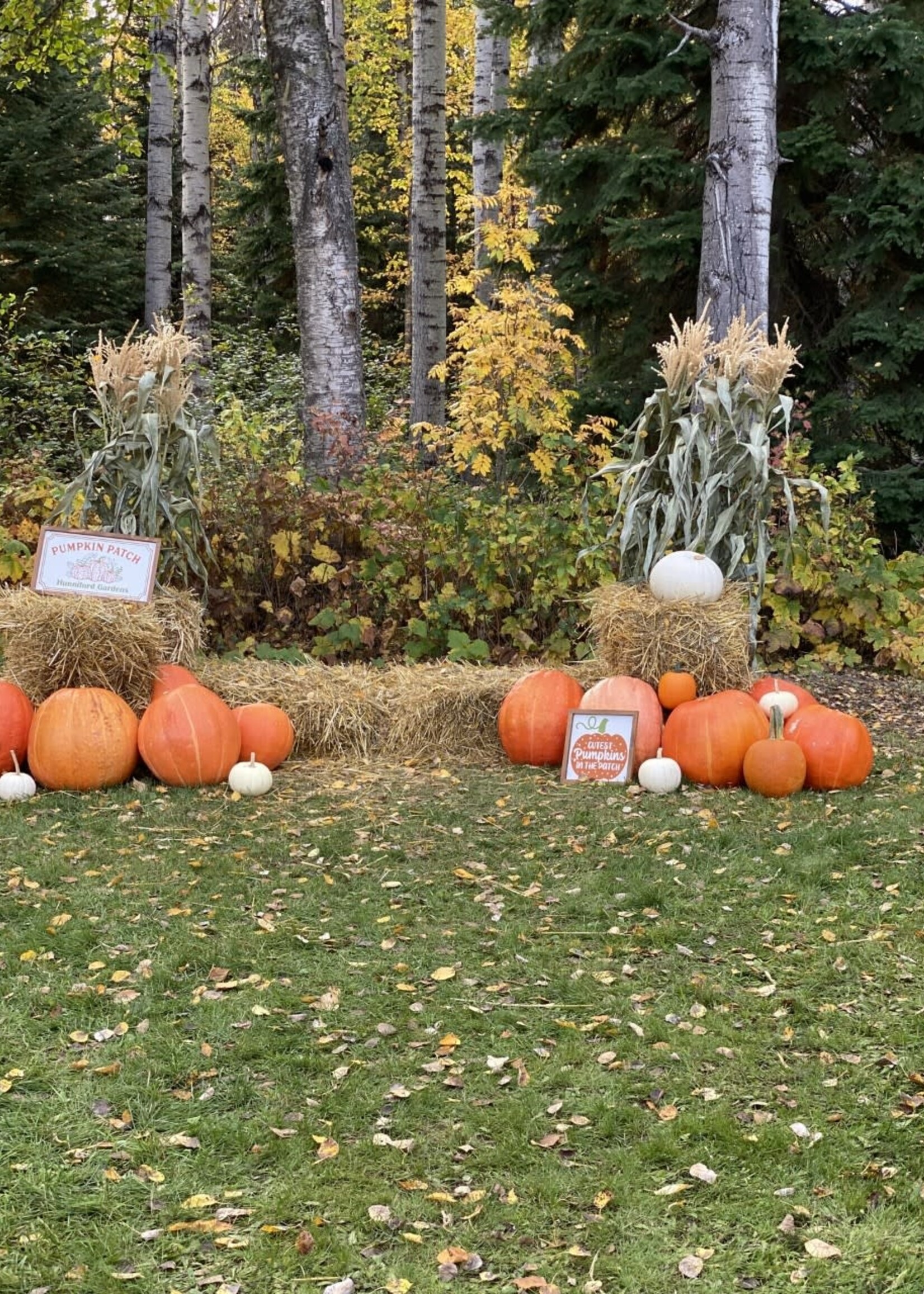 Friday, Oct 4 Pumpkin Patch with Face Painting