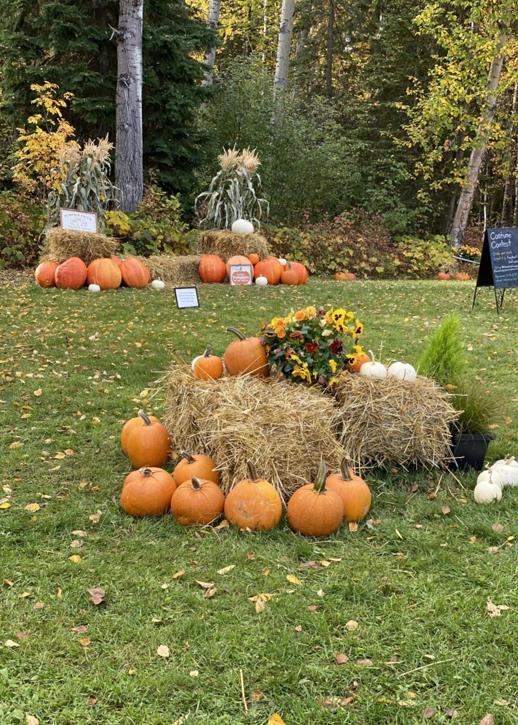 Friday, Oct 4 Pumpkin Patch with Face Painting