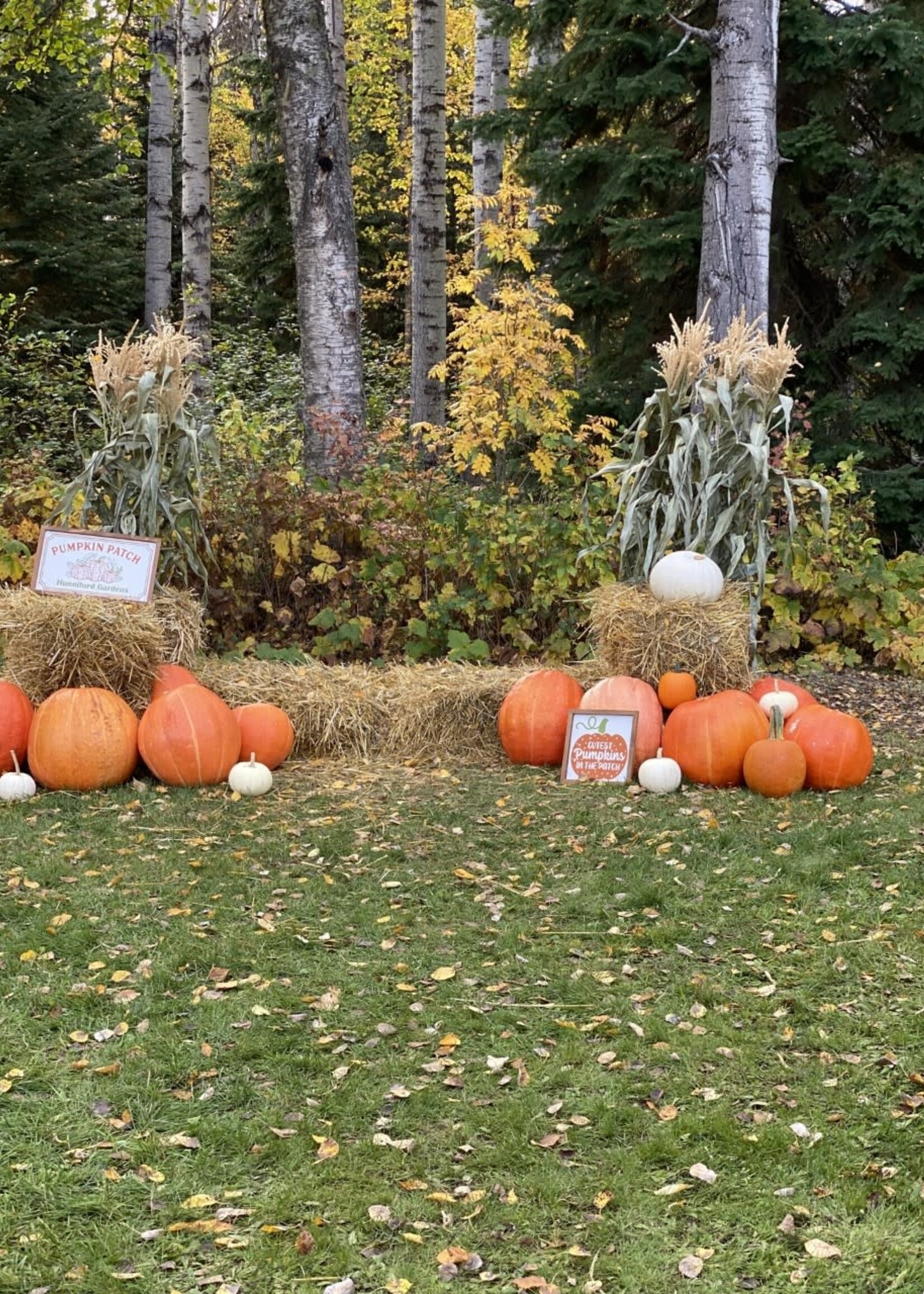 Sunday, Oct 15 Pumpkin Patch with Balloon Artist