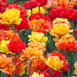 Colourful Companions Bulb Blends