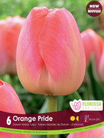 Florissa Orange Pride Tulip 6/pkg