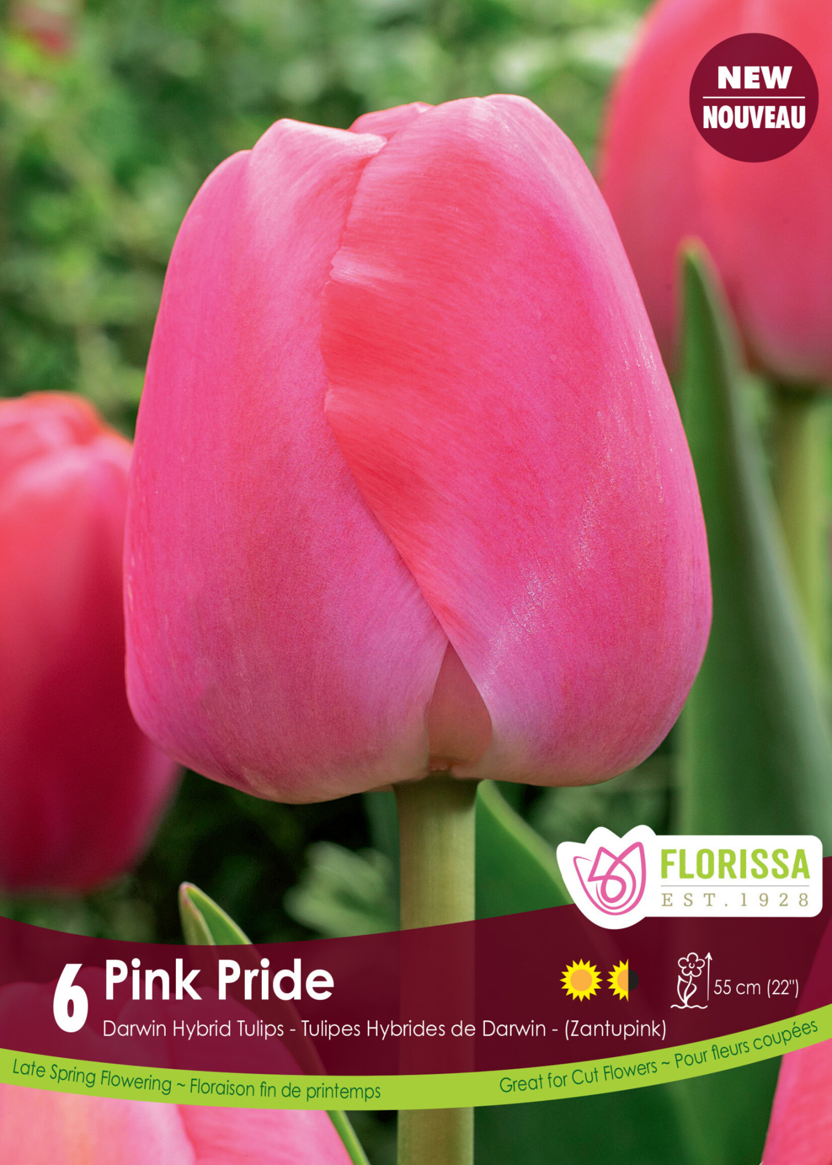 Florissa Pink Pride Tulip 6/pkg