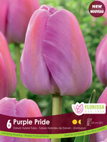 Florissa Purple Pride Tulip 6/pkg