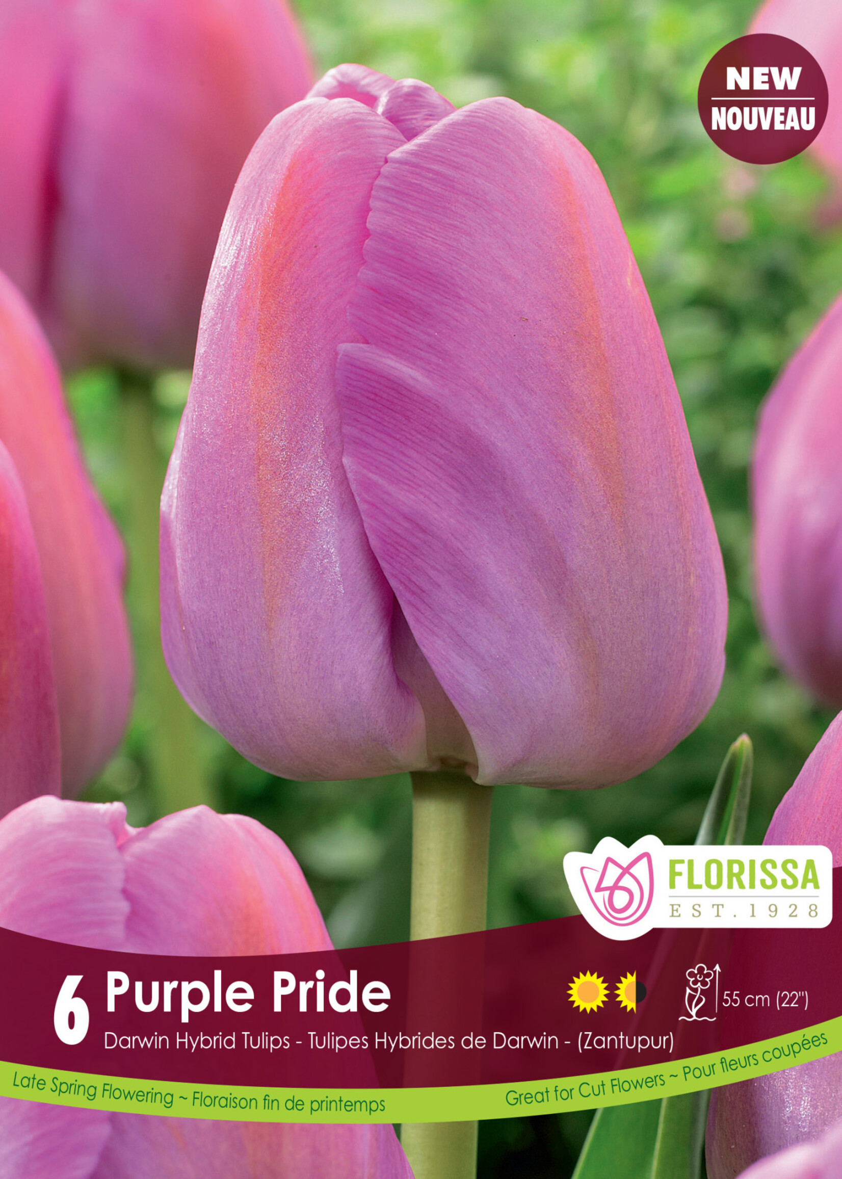 Florissa Purple Pride Tulip 6/pkg