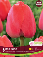 Florissa Red Pride Tulip 6/pkg