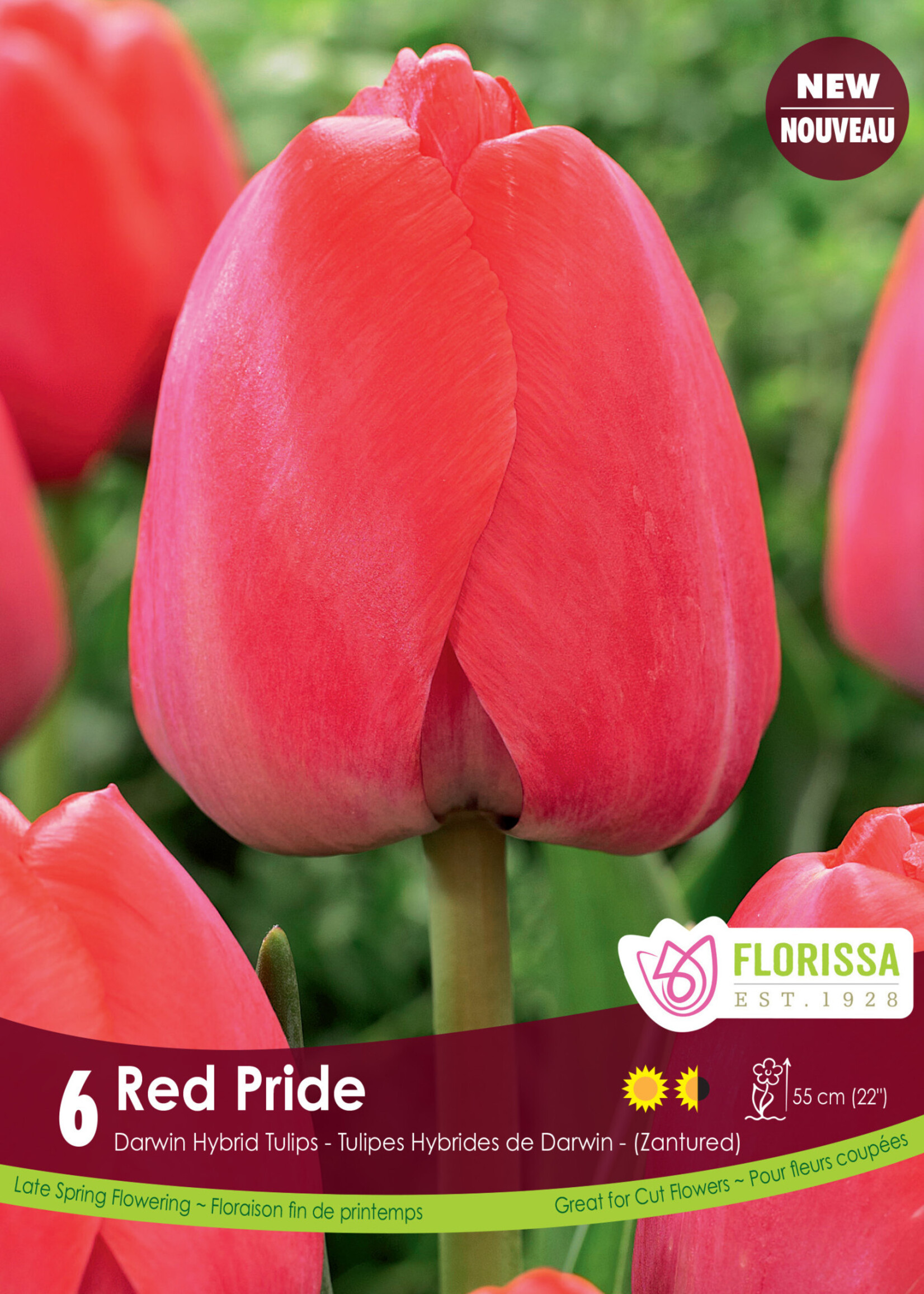 Florissa Red Pride Tulip 6/pkg