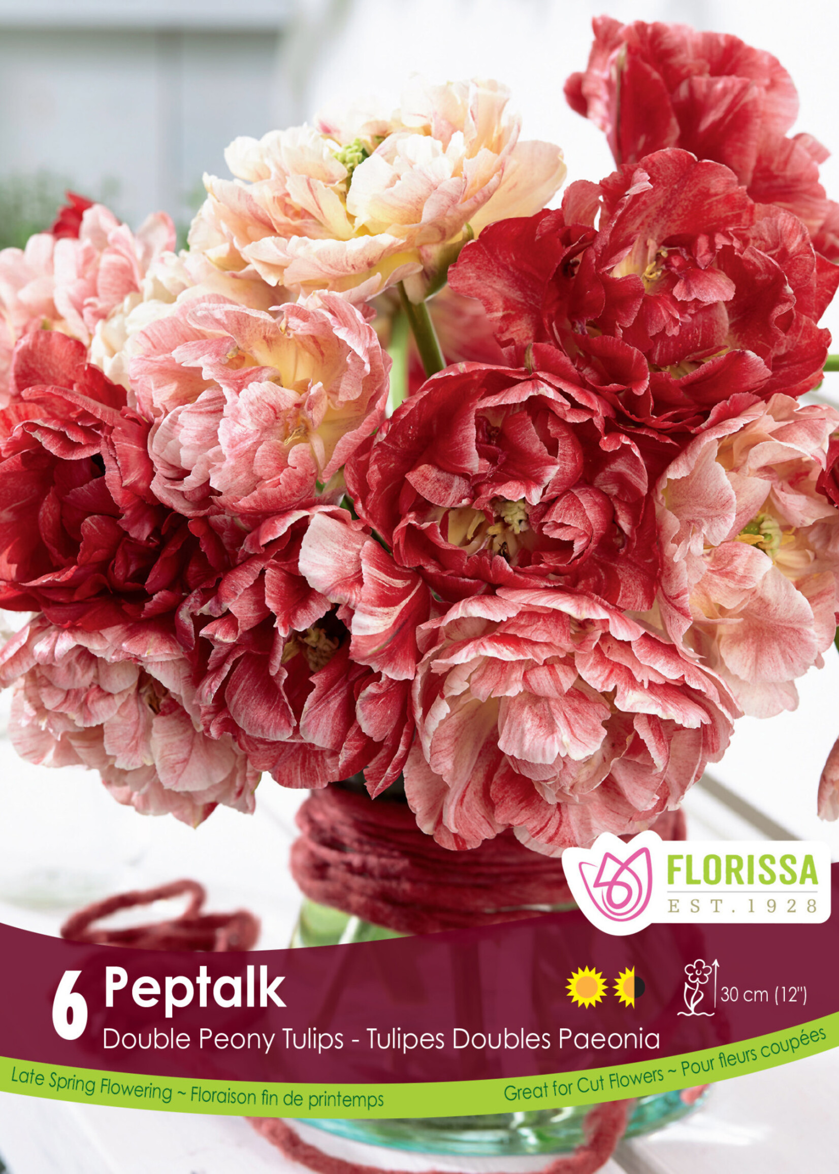 Florissa Double Peony Pep Talk Tulip 6/pkg