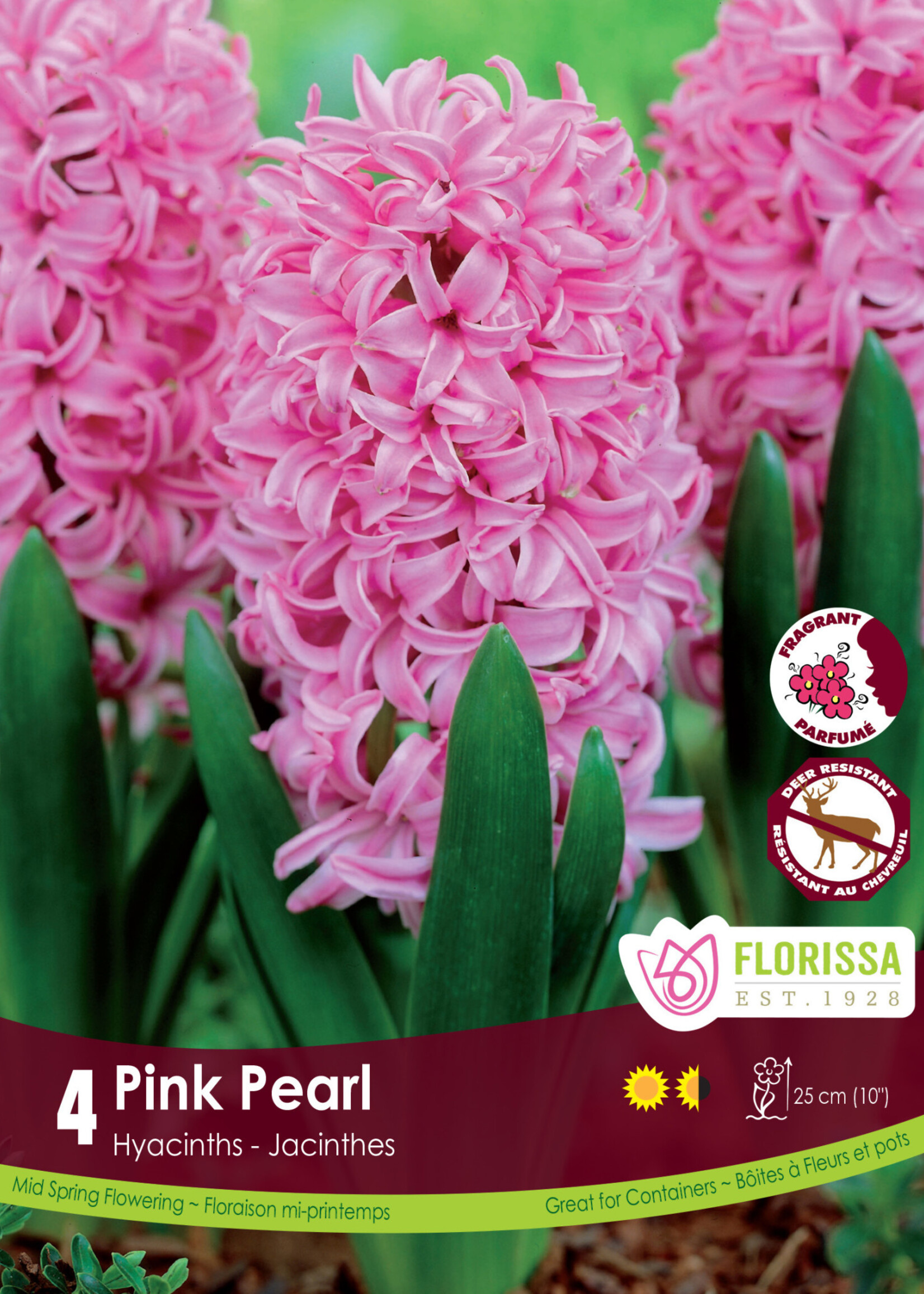 Florissa Pink Pearl Hyacinth 4/pkg