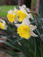 Florissa Angel's Flute Daffodil (Narcissi) 5/pkg